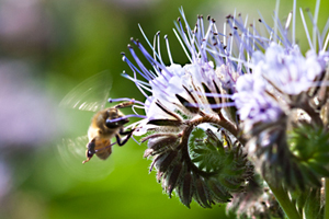A honey-bee checks lacy phacelia flowers for nectar, De Groene Luwte's garden