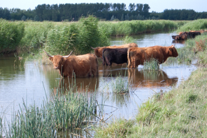 Lauwersmeergebied, Highland cattle cool off