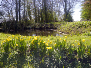 De Groene Luwte's kidney shaped pond (25m across) bordered by spring flowers