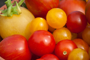 Succulant tomatoes from De Groene Luwte's kitchen garden