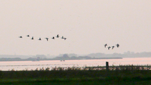 Vogelvlucht Lauwersmeer