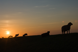 Sheep in the sunset on a Wadden-dike