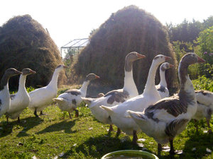 Our well-behaved geese in their meadow, De Groene Luwte