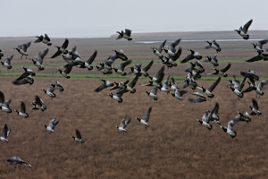 Geese on the wing, crossing salt marshes near the Wadden Sea
